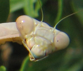 mantis praying